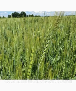 Пшениця/1 кг/Україна