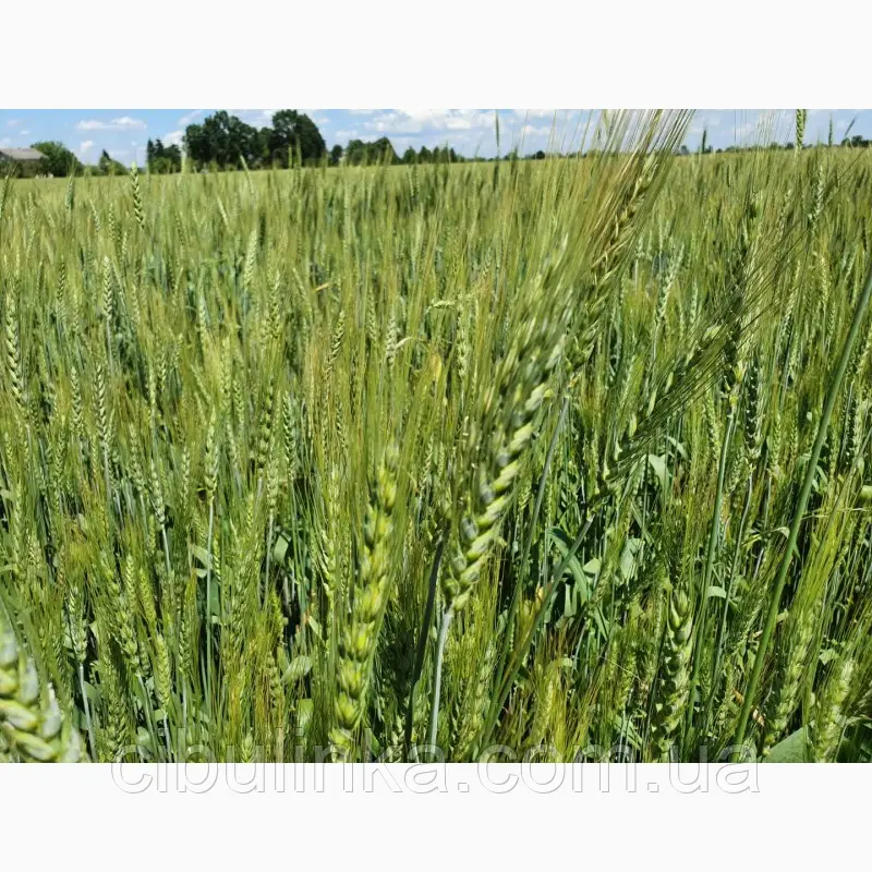 Пшениця/1 кг/Україна