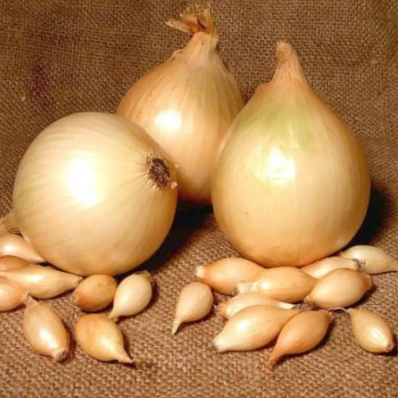 Цибуля садушка Центуріон/1кг/ Broer Голландія