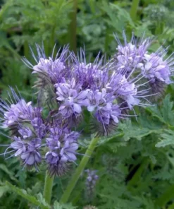 Фацелія/1кг/Україна