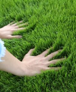 Газонні трави та сидерати