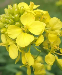 Гірчиця біла/1кг/Україна