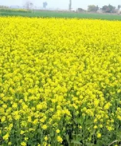 Гірчиця жовта/1кг/Україна