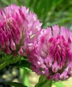 Конюшина червона /1кг/Україна