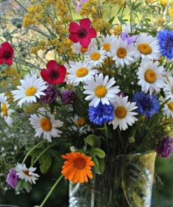 Насіння квітів