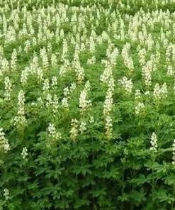 Люпин/1кг/Україна