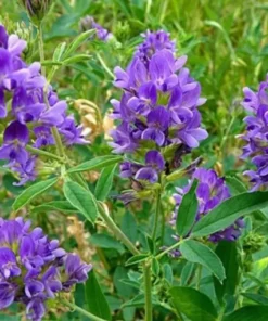 Люцерна/1кг/Україна