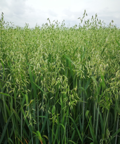 Овес/1 кг/Україна