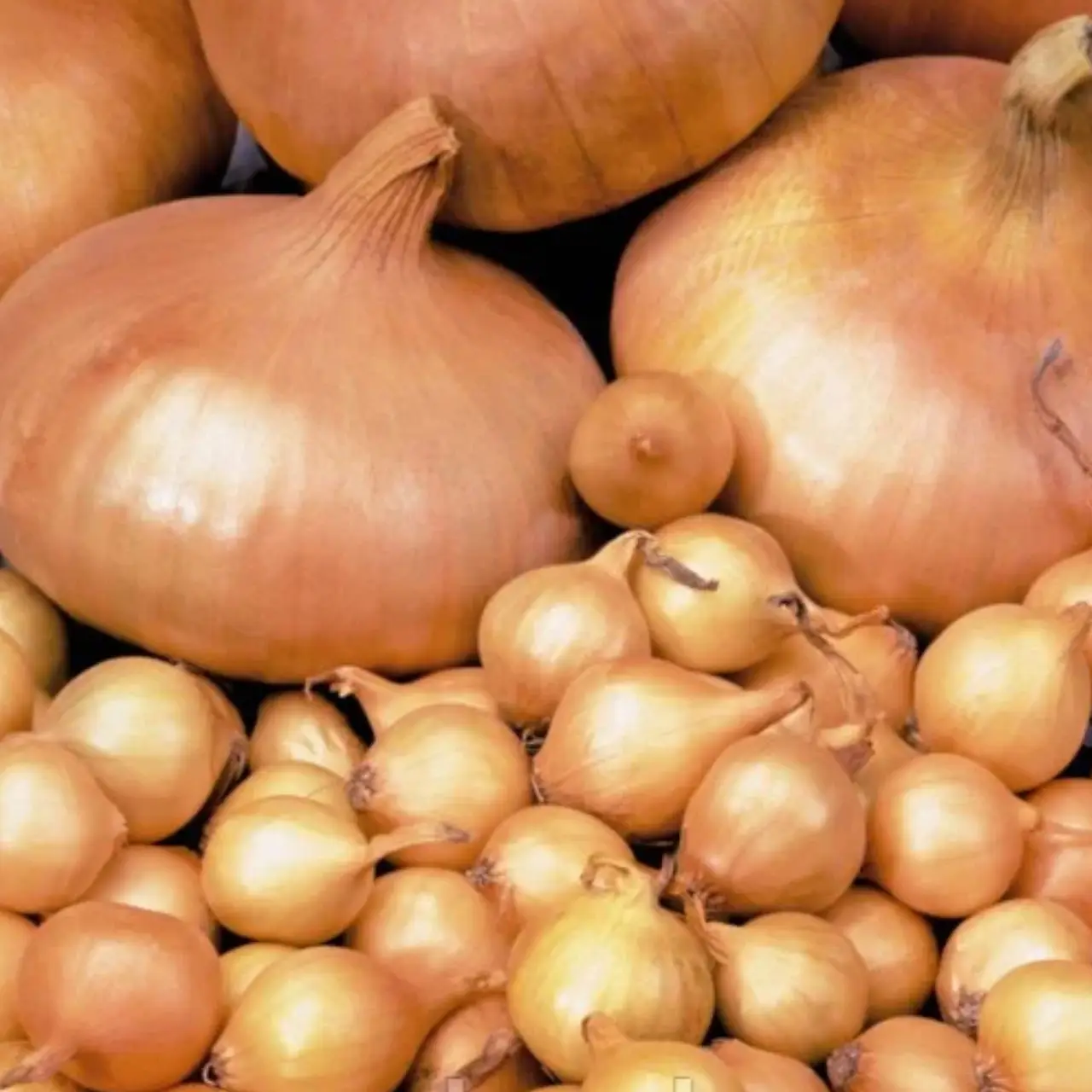 Цибуля садушка Радар/1 кг/ Broer Голландія