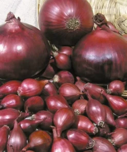 Купить лук Ред Барон Украина,Киев/1кг/ Broer Голландія