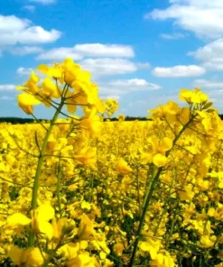 Ріпак озимий/1кг/Україна