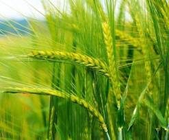 Жито/1кг/Україна