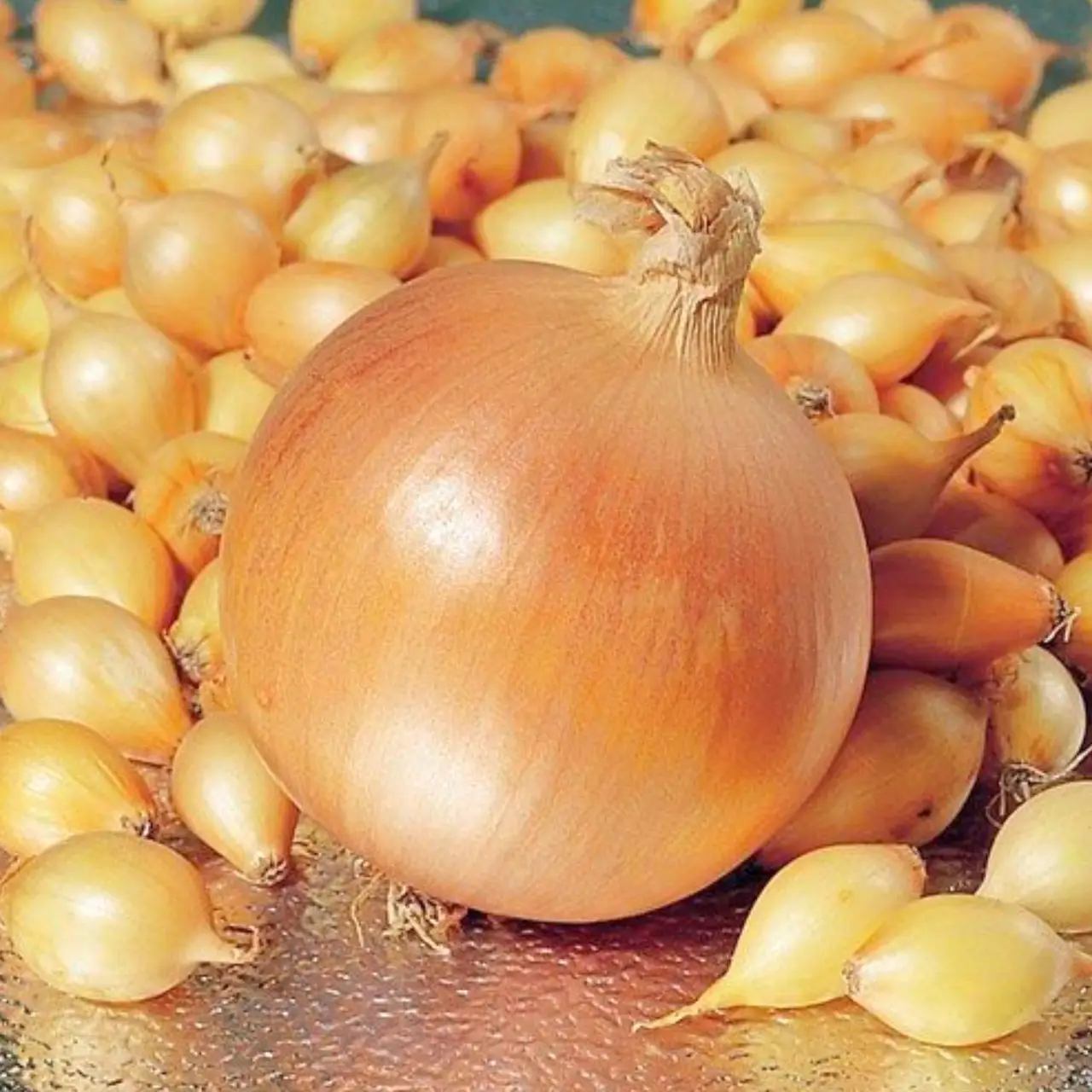 Купить лук Штур БС Киев,Украина