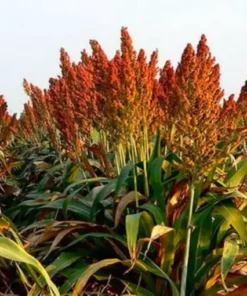 Суданку купить