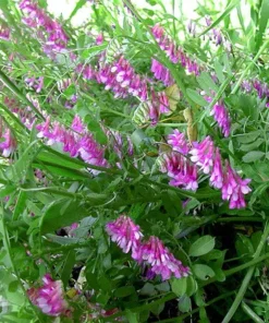 Вика/1кг/Україна