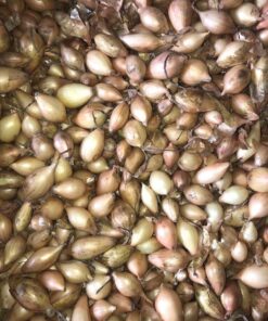 Купить лук Радар Киев /1 кг/ Broer Голландія