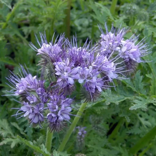 Фацелія/1кг/Україна