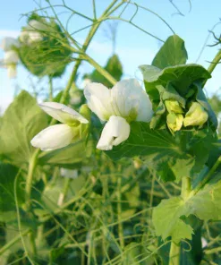 Горох на сидерат/1кг/Україна