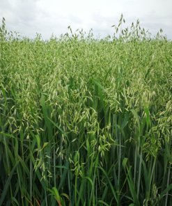 Овес/1 кг/Україна