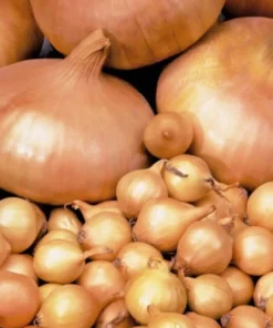 Цибуля садушка Радар/1 кг/ Broer Голландія