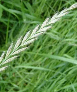 Райграс /1кг/Україна