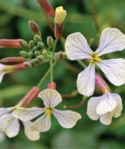 Редька олійна/1кг/Україна