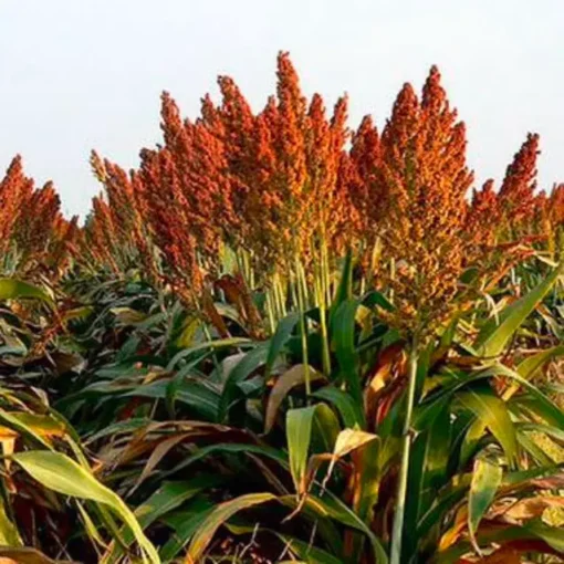 Суданку купить