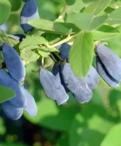 Саджанець Жимолость Амур/2-річна/Декоплант