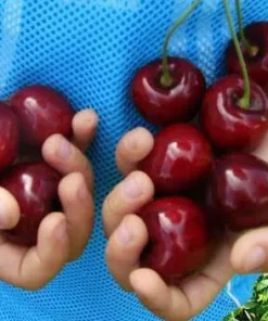 Саджанець Черешня Крупноплідна/2-річна/Декоплант