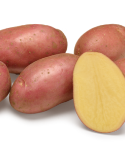 Картопля Рів'єра купить/сітка 2,5 кг/AGRICO