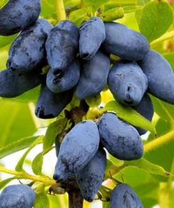 Саджанець Жимолость Бакчарська Ювілейна/2-річна/Декоплант