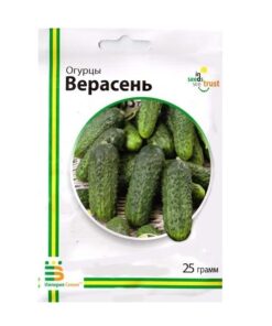 Насіння огірка Верасень, 25г, Імперія Насіння