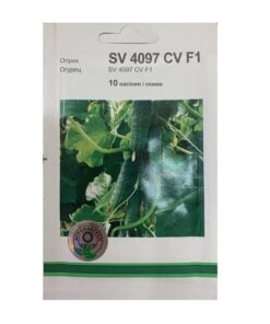 Насіння огірка SV 4097 F1, 10 насінин, Агропакгруп