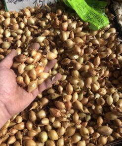 Купить лук Геркулес F1 Киев Украина /1 кг/Broer Голландія