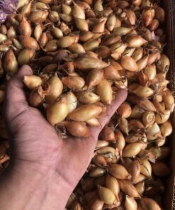 Купить лук Бріджер Киев F1/1 кг/ Broer Голландія