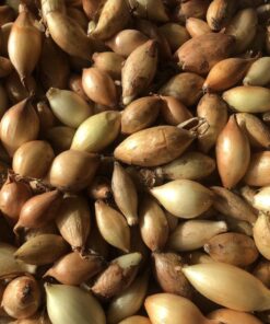 Купить лук Трой Киев, Украина /1 кг/Broer Голландія