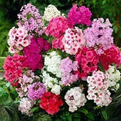 Флокс