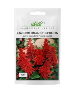 Сальвія блискуча Піколо